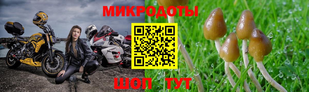 Галлюциногенные грибы Psilocybe Тара